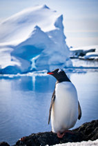 Viaje a la Antártida tras las aves del sur