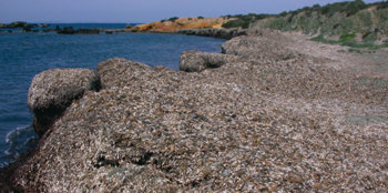Acumulación natural de restos de posidonia (Posidonia oceanica) en una cala de la isla de Tabarca