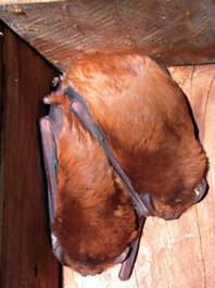 Un macho y una hembra de nóctulo grande hibernan en una caja nido. La instalación de estos nidales facilita el asentamiento de las colonias de quirópteros.