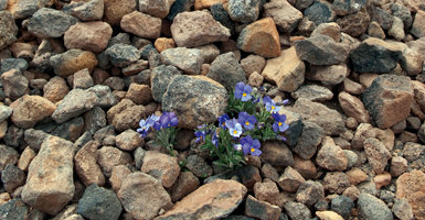 La violeta del Teide es la planta más emblemática del parque nacional. Como puede verse arraiga en suelos pedregosos y poco consolidados (foto: Manuel Arechavaleta).