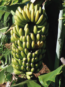 Piña o racimo de plátanos de Musa x paradisiaca, híbrido de las dos especies silvestres, Musa acuminata y Musa balbisiana, de las que proceden todas las plataneras cultivadas (foto: D. Martín-Socas).