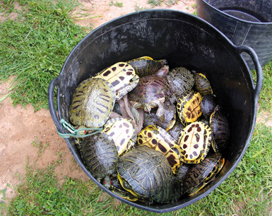 Tortugas de Florida depositadas en un cubo tras haber sido capturadas en un humedal valenciano (fotos: José Vicente Bataller).