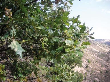 Habitual porte arbustivo de un roble cantábrico (Q. orocantabrica) encontrado en la sierra turolense de Albarracín (foto: José Luis Lozano).